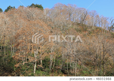 早冬的明亮的落葉林 - 塔庫拉休息區福島縣亞米鎮 46031988