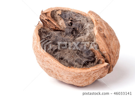 spoiled walnut with mold isolated on white background closeup 46033141