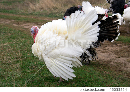 turkey graze close up in the village turkey graze close up in the village 46033234