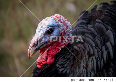 turkey graze close up in the village 46033241