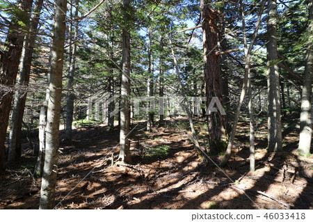 秋天的Asama山上色了葉子季節 秋天的Asama山上色了葉子季節 46033418