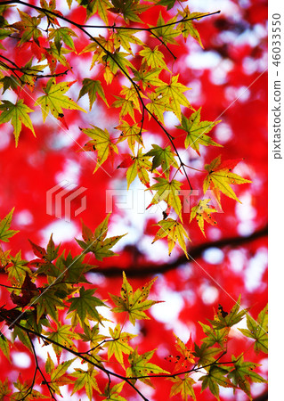 秋天的樹葉 秋天的樹葉 46033550