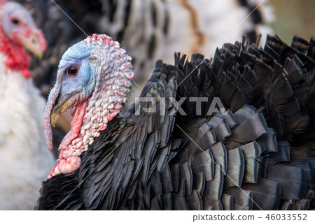turkey graze close up in the village 46033552