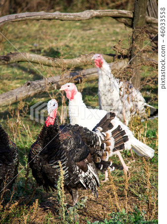 turkeys graze near a wooden fence in the village turkeys graze near a wooden fence in the village 46033558