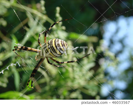 wasp spider sitting on a web green background 46033567