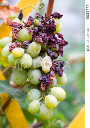 bunch of spoiled green grapes close up bunch of spoiled green grapes close up 46033753