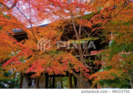 Toshoji寺廟，松戶市，千葉縣的秋葉 46033792