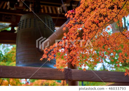Toshoji寺廟,松戶市,千葉縣的秋葉 Toshoji寺廟,松戶市,千葉縣的秋葉 46033793