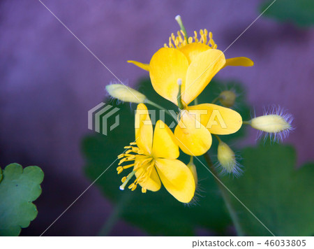 celandine flower in the garden close-up celandine flower in the garden close-up 46033805