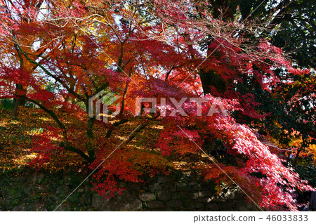 秋天秋天月亮風景在Akizuki城堡附近廢墟弄髒了在秋葉的紅色 秋天秋天月亮風景在Akizuki城堡附近廢墟弄髒了在秋葉的紅色 46033833