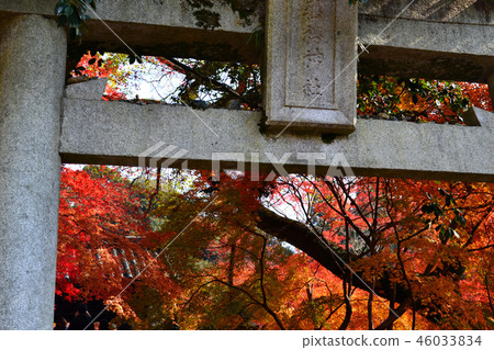秋天秋天月亮風景在Akizuki城堡附近廢墟弄髒了在秋葉的紅色 秋天秋天月亮風景在Akizuki城堡附近廢墟弄髒了在秋葉的紅色 46033834