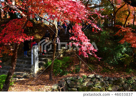 秋天秋天月亮風景在Akizuki城堡附近廢墟弄髒了在秋葉的紅色 秋天秋天月亮風景在Akizuki城堡附近廢墟弄髒了在秋葉的紅色 46033837