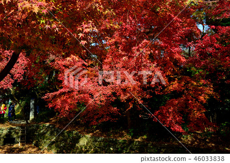 秋天秋天月亮風景在Akizuki城堡附近廢墟弄髒了在秋葉的紅色 秋天秋天月亮風景在Akizuki城堡附近廢墟弄髒了在秋葉的紅色 46033838