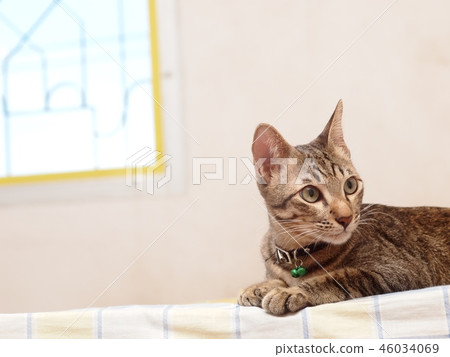cute short hair young asian kitten cat home pet  46034069