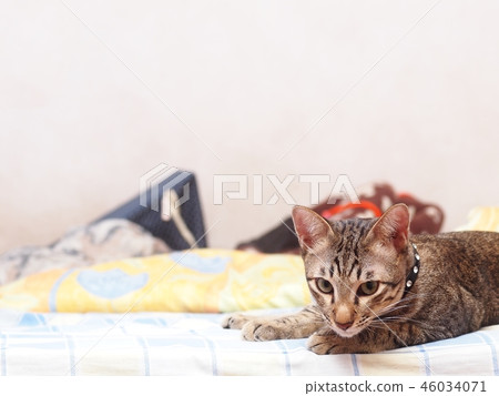 cute short hair young asian kitten cat home pet  46034071