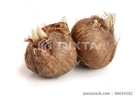 crocus bulb isolated on white background macro crocus bulb isolated on white background macro 46034282