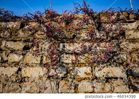 Brick fence with wild grapes. Brick fence with wild grapes. 46034390
