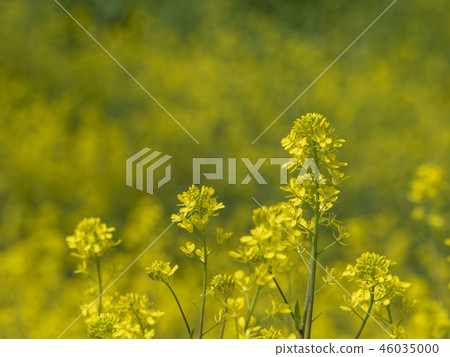 強姦開花 強姦開花 46035000
