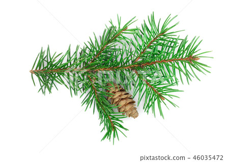 Fir tree branch with cone isolated on a white background close-up. Top view 46035472