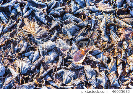 Frozen fallen leaves Frozen fallen leaves 46035683