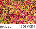 Fall colored maple leaf leaves 46036059