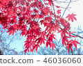 Maple leaf 46036060