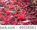Maple leaf leaves 46036061