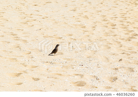 Blue-throated Bulbul, Amami Oshima, Kagoshima Prefecture Blue-throated Bulbul, Amami Oshima, Kagoshima Prefecture 46036260