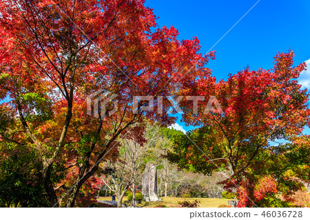 Autumn leaves at Keisekien [Yabakei, Nakatsu City, Oita Prefecture] 46036728