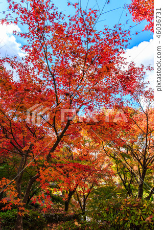 Autumn leaves at Keisekien [Yabakei, Nakatsu City, Oita Prefecture] 46036731