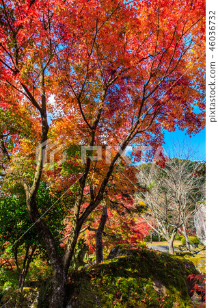 Autumn leaves at Keisekien [Yabakei, Nakatsu City, Oita Prefecture] 46036732