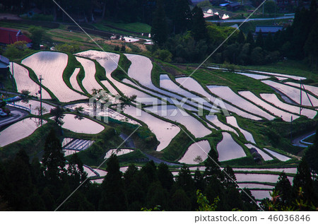 Dawn of terraced rice fields Hata area, Takashima city, Shiga prefecture 46036846