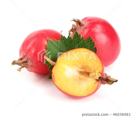 Hawthorn berry with leaf isolated on white background close-up 46036981