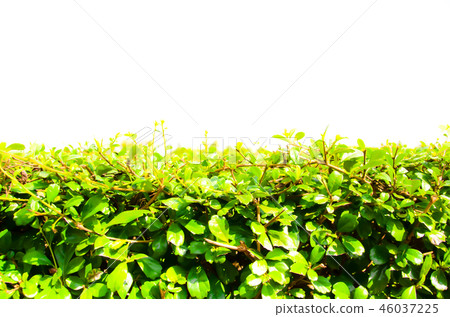 Popular Fukien Tea Tree Making Green Walls Popular Fukien Tea Tree Making Green Walls 46037225
