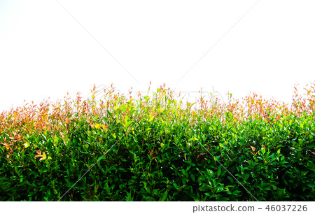 The orange tree is orange pebble The orange tree is orange pebble 46037226