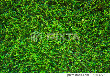 Popular Fukien Tea Tree Making Green Walls Popular Fukien Tea Tree Making Green Walls 46037230