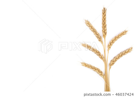 grain and ears of wheat isolated on white background with copy space for your text. Top view. Flat 46037424