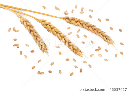 grain and ears of wheat isolated on white background. Top view grain and ears of wheat isolated on white background. Top view 46037427