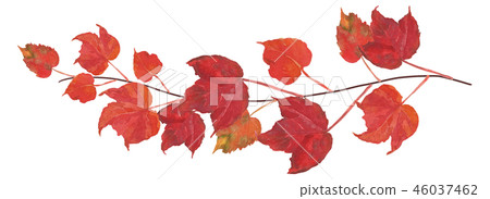 Natsu green leaves Natsu green leaves 46037462