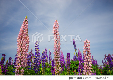 Lupines Takashima City, Shiga Prefecture Former New Asahi Windmill Village 46038160