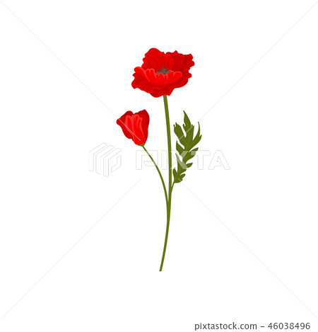 Bright red poppy flowers with stem, floral design element vector Illustration on a white background 46038496