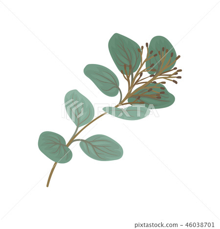 Twig with green leaves and buds, floral design element vector Illustration on a white background Twig with green leaves and buds, floral design element vector Illustration on a white background 46038701