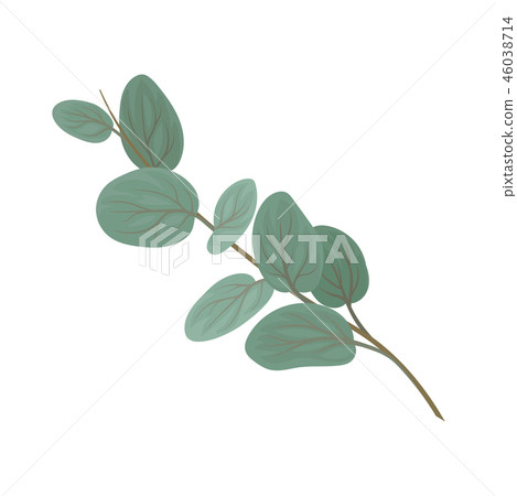 Twig with rounded green leaves, floral design element vector Illustration on a white background 46038714