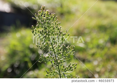 花園裡有小花的草 花園裡有小花的草 46038973