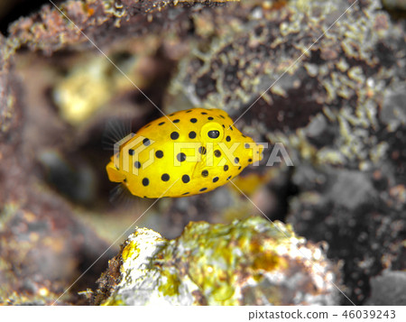 Minami Hako Hugo的幼蟲 46039243