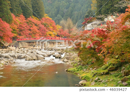 Autumn leaves scenery of Kaarashin in Toyota City, Aichi Prefecture 46039427