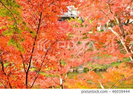 秋葉在Kaichishin風景在豐田市,愛知縣 秋葉在Kaichishin風景在豐田市,愛知縣 46039444