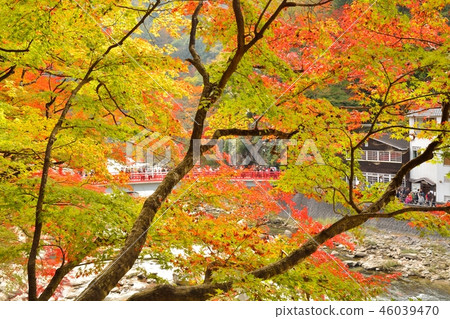 秋葉在Kaichishin風景在豐田市，愛知縣 46039470