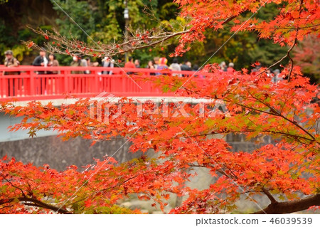 秋葉在Kaichishin風景在豐田市，愛知縣 46039539