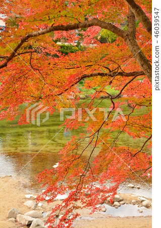 Autumn leaves scenery of Kaarashin in Toyota City, Aichi Prefecture Autumn leaves scenery of Kaarashin in Toyota City, Aichi Prefecture 46039547